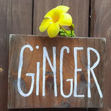 Ginger Studio Playa Santa Teresa  Exterior photo