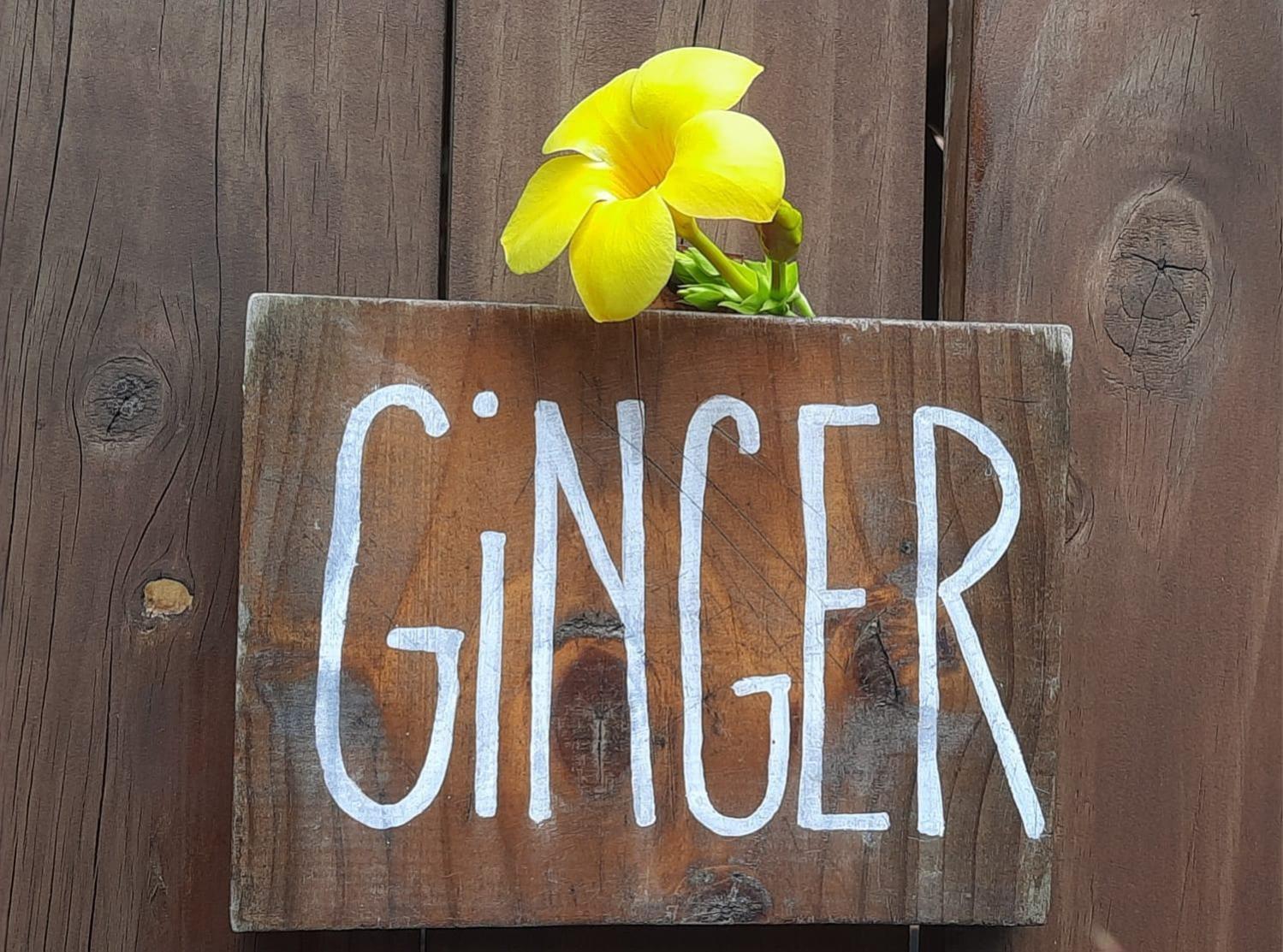 Ginger * Playa Santa Teresa (Puntarenas)