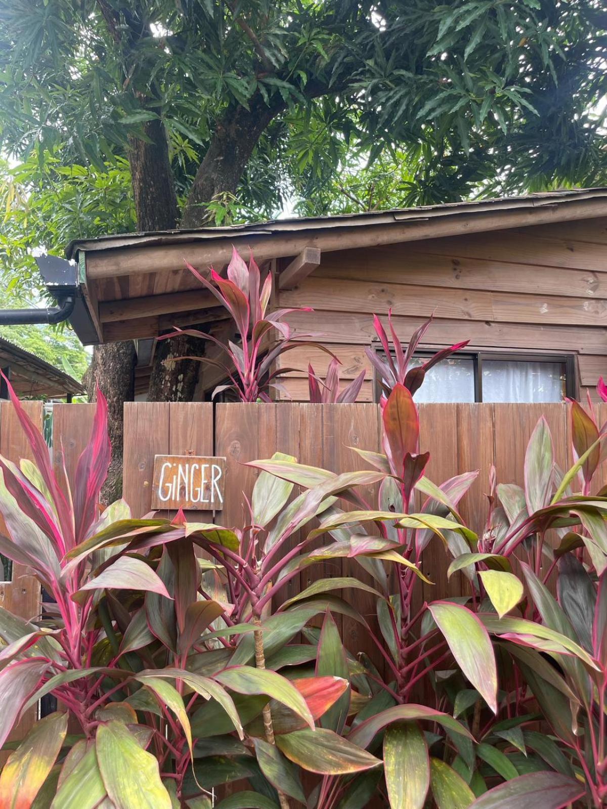 Ginger Apartment *